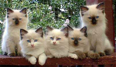 5 Raggies Ragdoll kittens