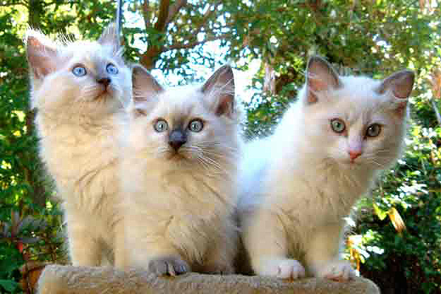 3 Raggies Ragdoll kittens